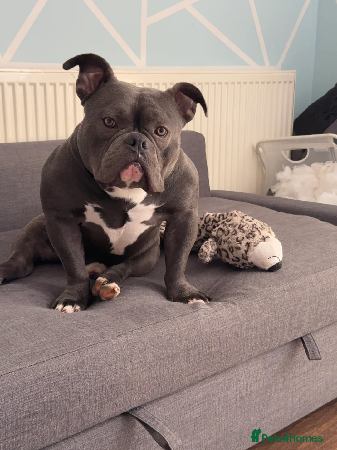 American Bully dogs for stud: 🔥 Top Quality American Bully Stud – Brabus 🔥 in Nottingham - Advert 7