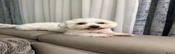 Maltese dogs for sale: Maltese dog Mylo  in London - Advert 3
