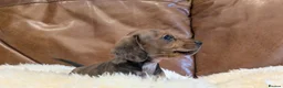 Miniature Dachshund dogs for sale: Beautiful Miniature Dachshund Puppies  - Advert 7