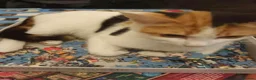 Mixed Breed cats for sale: Four beautiful kittens  - Advert 5