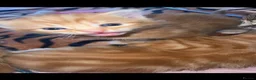 Mixed Breed cats for sale: kittens - Advert 20