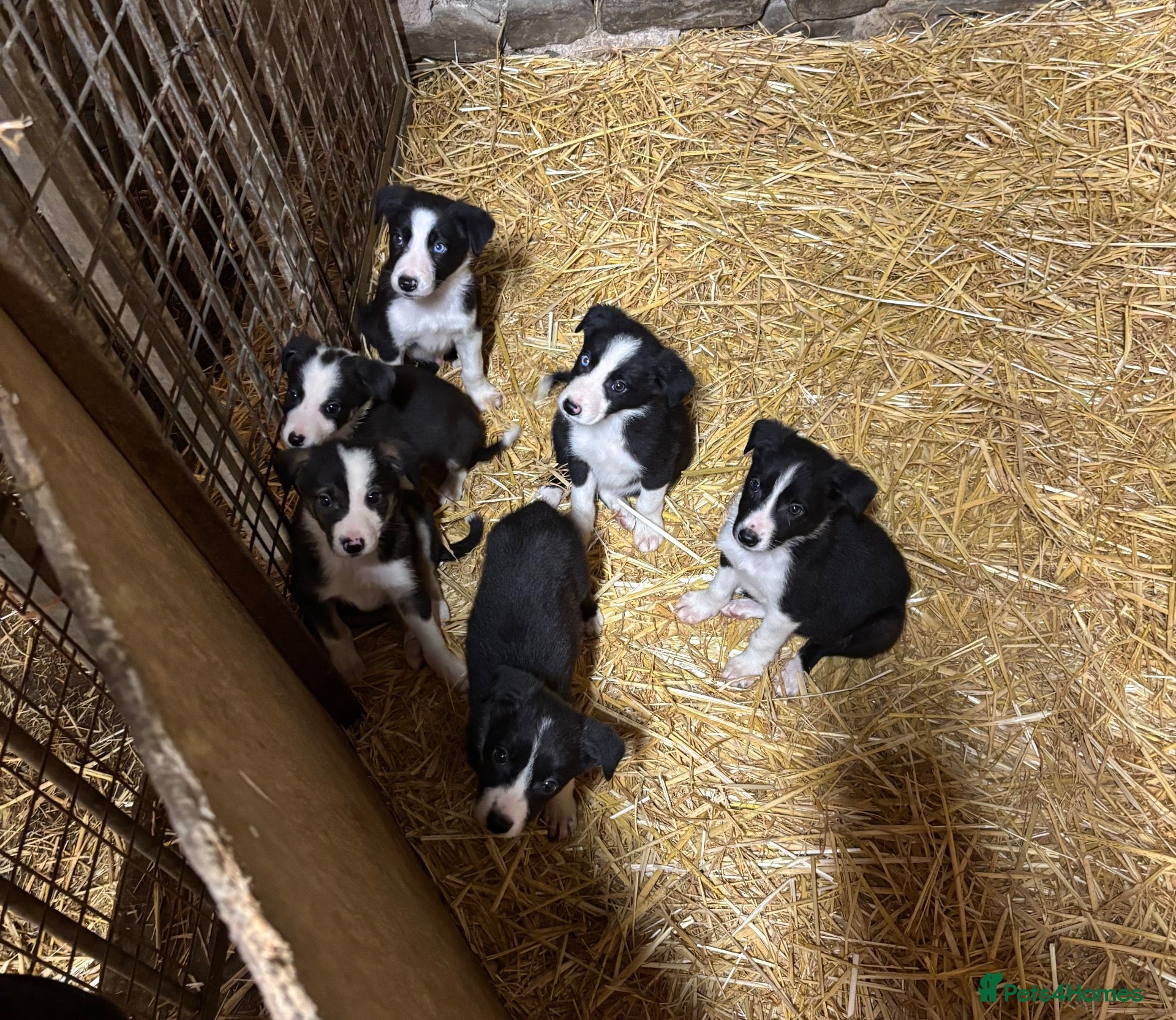 Border Collie dogs Ready Now - Border collie pups  - Advert 1