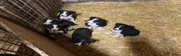 Border Collie dogs for sale: 1 left - Ready Now - Border collie pups  - Advert 1