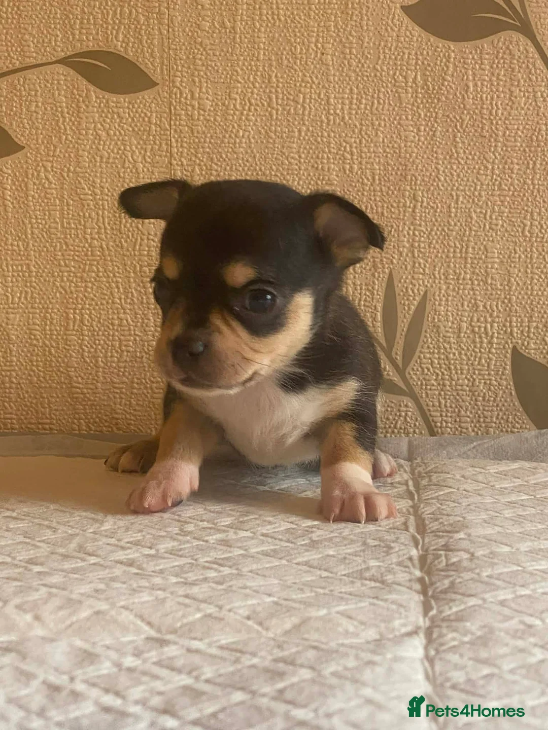 Chihuahua dogs for sale: chihuahua puppis for sale  - Advert 6
