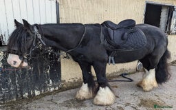 Irish Cob horses for sale: 14,1 Traditional cob mare - Advert 10