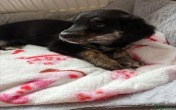Mixed Breed dogs for sale: Maisy - Image 7