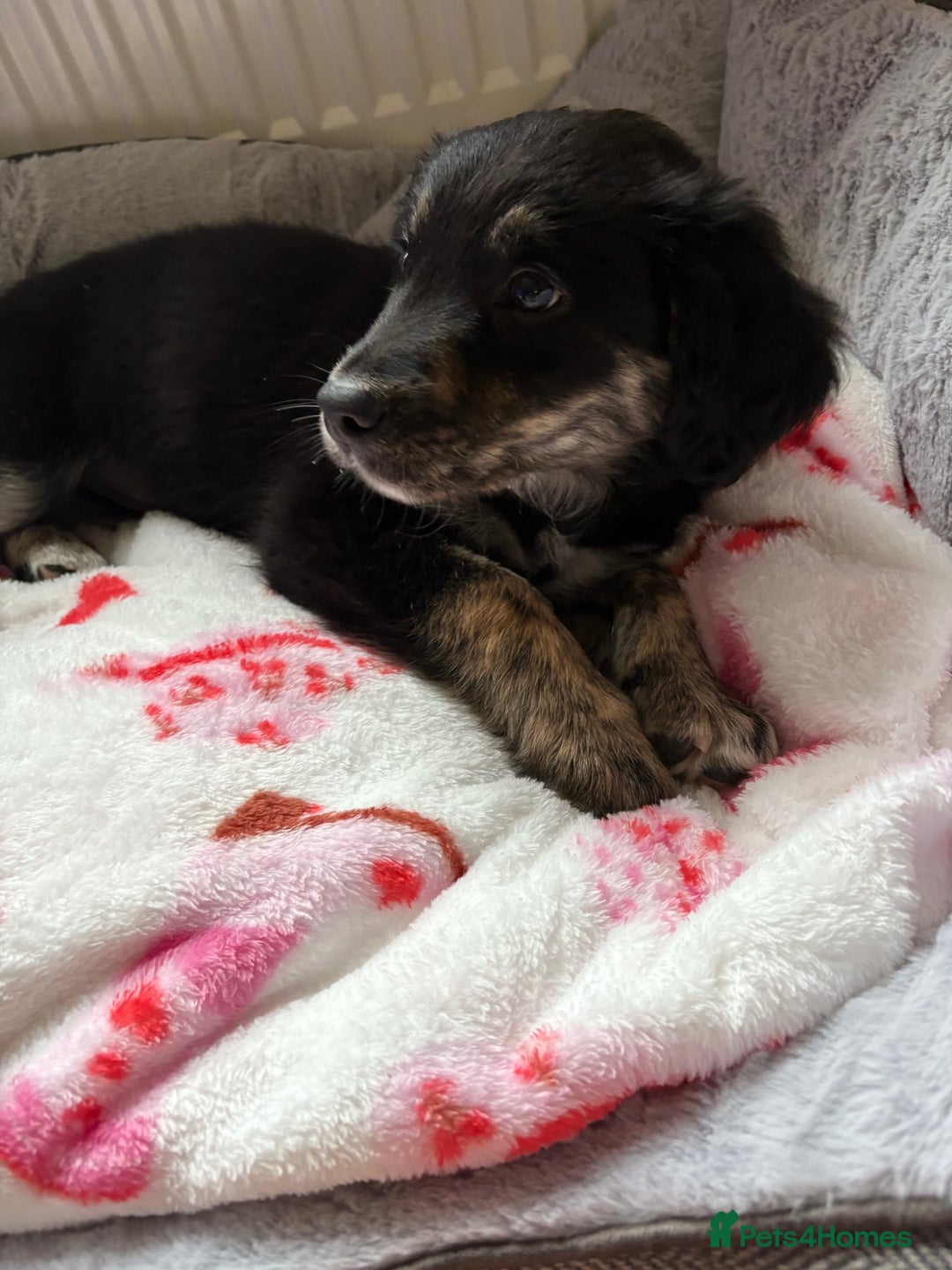 Mixed Breed dogs for sale: Maisy - Image 7