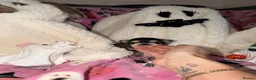 Chihuahua dogs for sale: ✨ EXQUISITE HUSKY MARKED LONG COAT CHIHUAHUAS ✨ - Advert 27