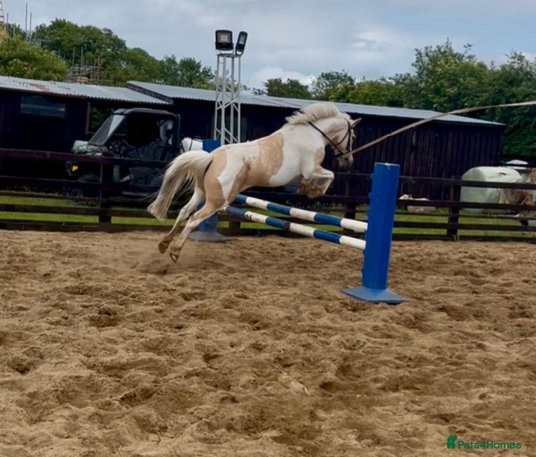 Other Breed horses for sale: Barbie pony  - Image 13