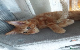 Maine Coon cats for sale: Beautiful XXL Maine-coon kittens 😸 ♥️  - Image 16
