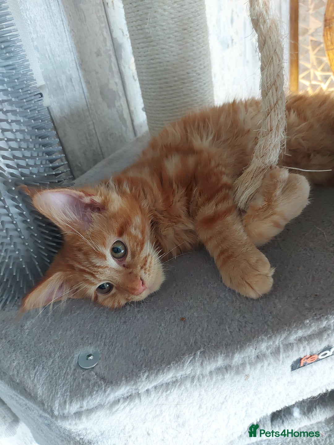 Maine Coon cats for sale: Beautiful XXL Maine-coon kittens 😸 ♥️  - Image 16