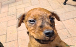 Mixed Breed dogs for sale: Border X Patterdale puppies  - Image 2