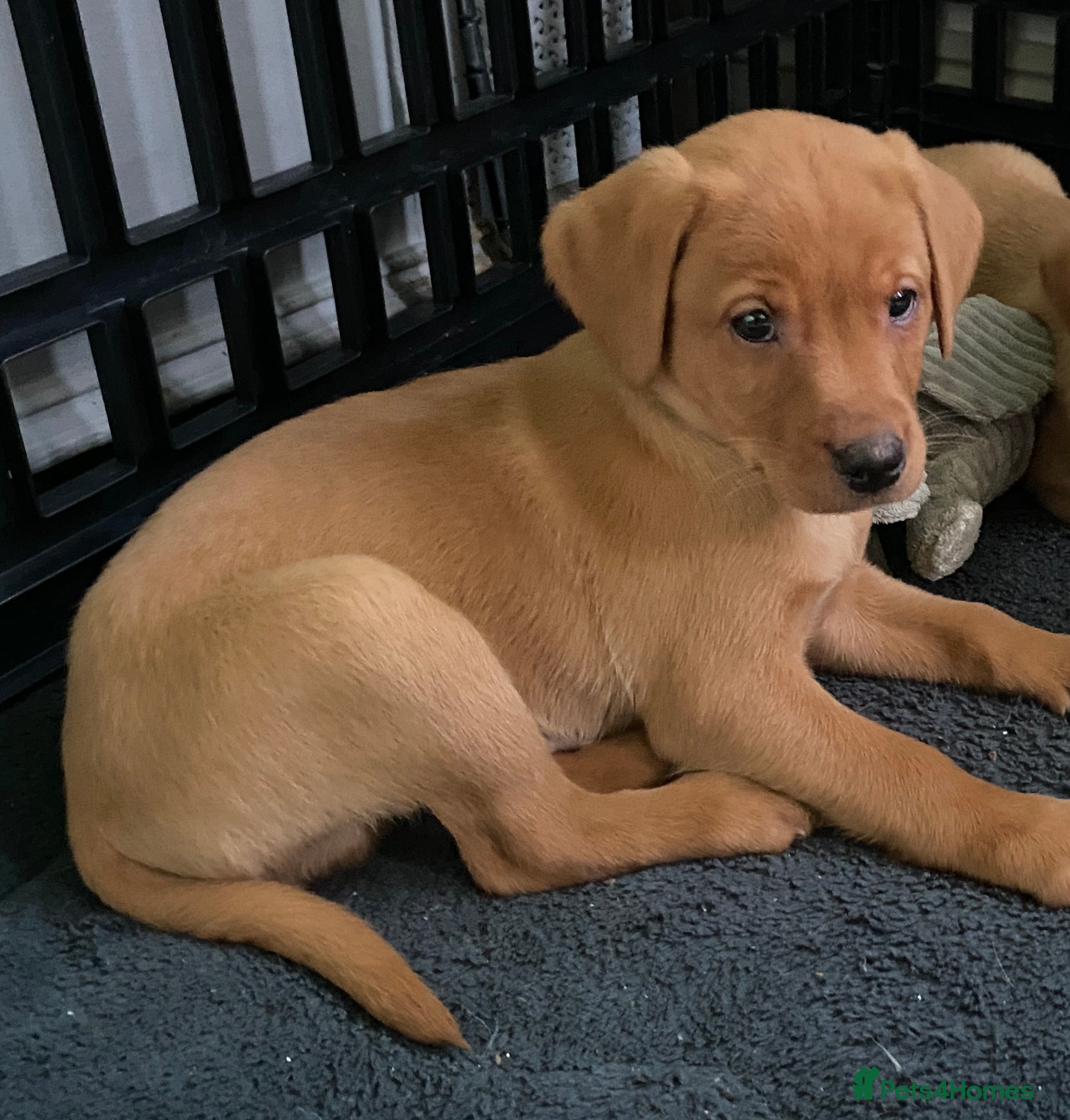 Labrador Retriever dogs KC Registered Labrador Male Pup READY NOW  - Advert 4
