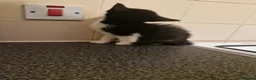 Mixed Breed cats for sale: Black cats  - Advert 17
