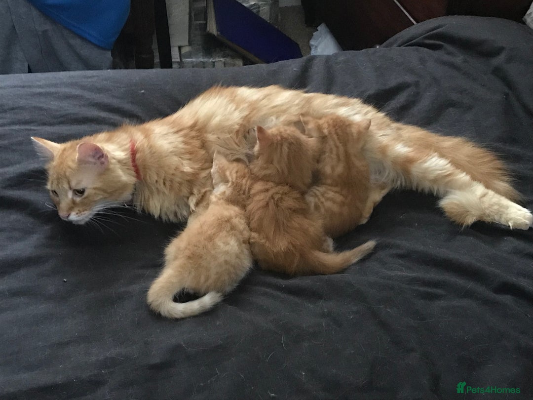 Maine Coon cats for sale: 2 Beautiful Ginger Maine Coon Cross Kittens - Image 10