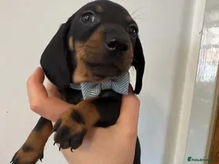 Dachshund dogs 9 Miniature Dachshunds – Ready 19th October! - Advert 17