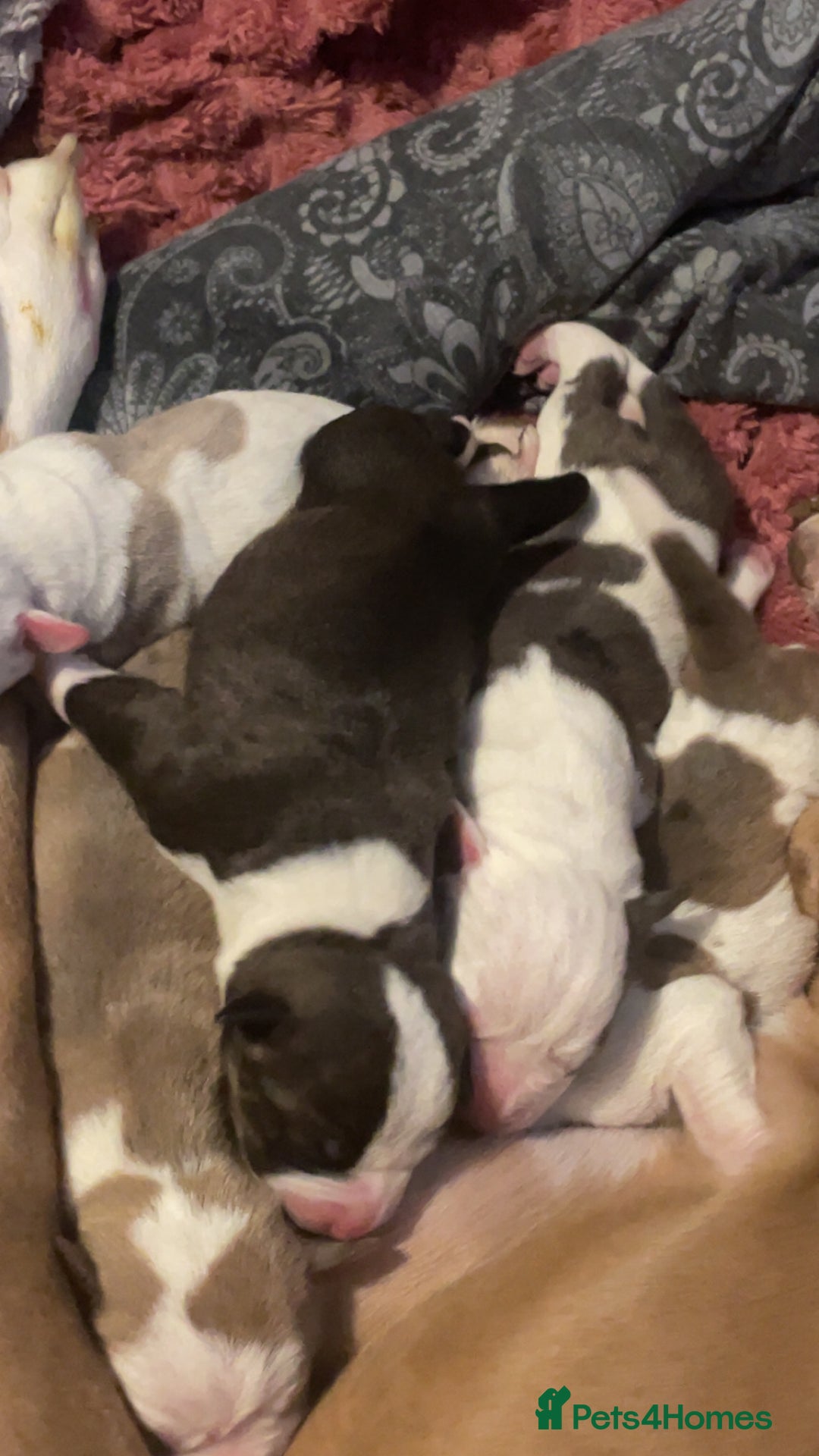 Mixed Breed dogs for sale: American Bulldog x Staffordshire Terrier puppies - Advert 7