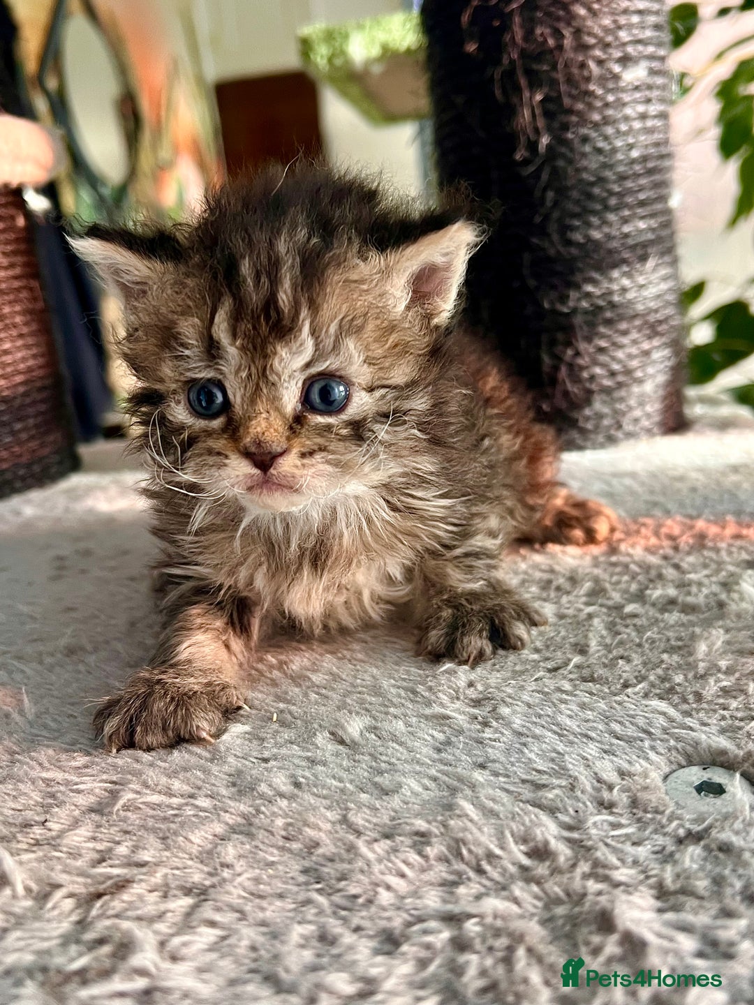 Selkirk Rex cats for sale: Stunning Selkirk rex kittens - Advert 12