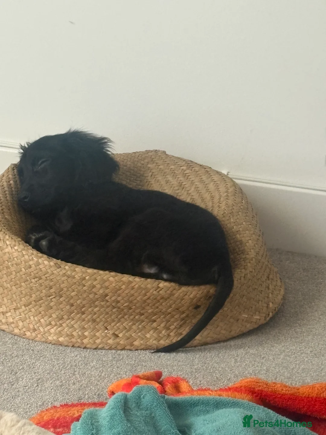 Cocker Spaniel dogs for sale: Cocker Spaniel - 4 Months Old - Advert 3