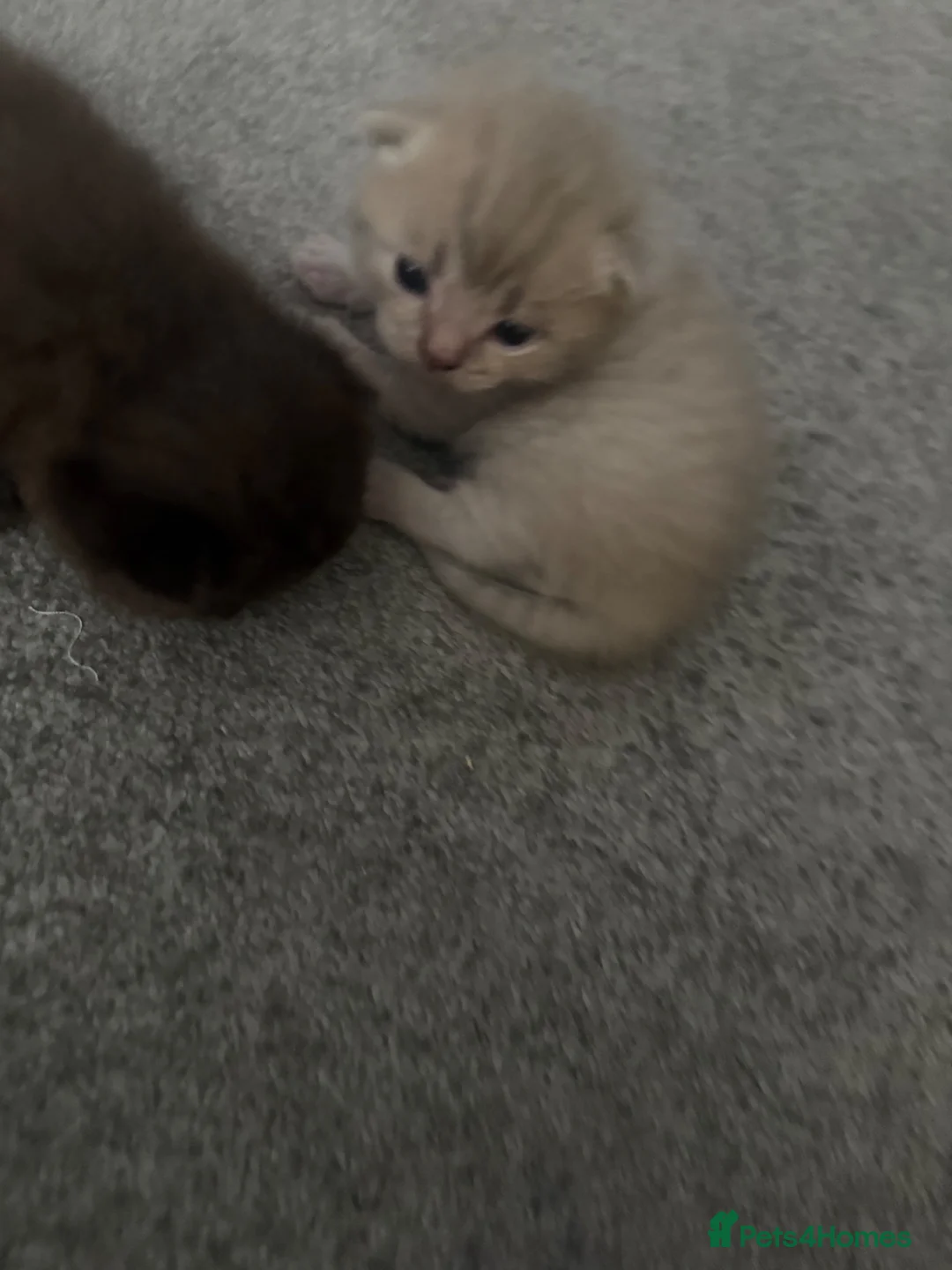 British Shorthair cats for sale: Scottishstraight x British shorthair kittens  in Chichester - Advert 16