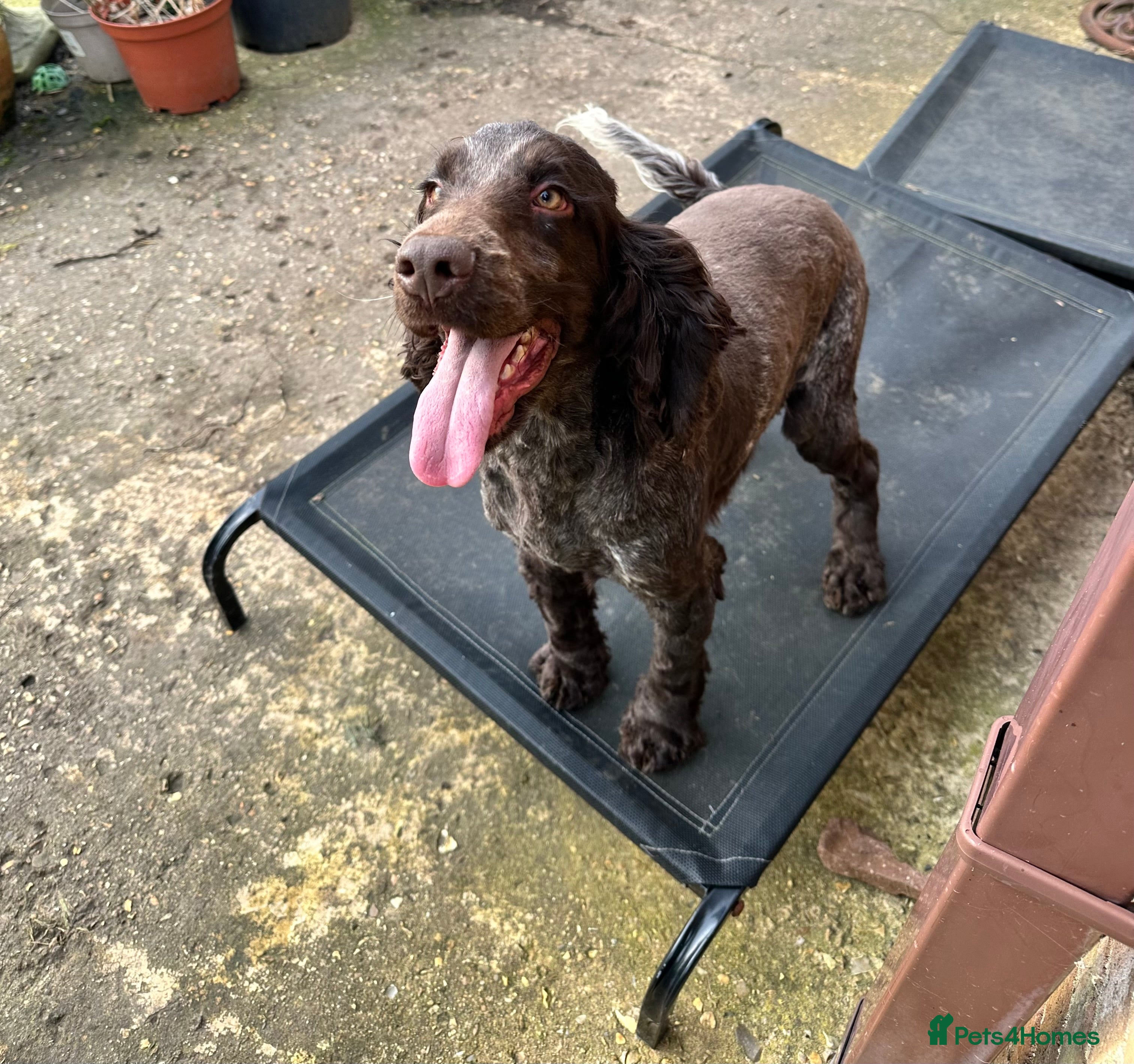 Cocker Spaniel dogs Handsome chocolate roan boy - Advert 17