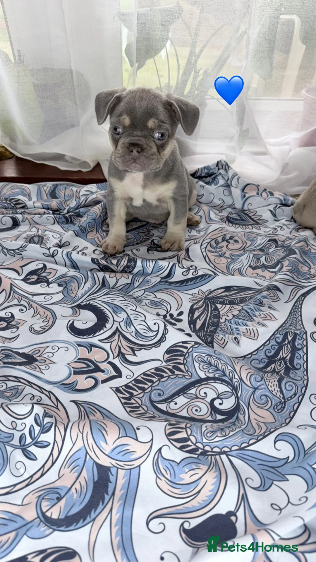French Bulldog dogs for sale: FrenchBulldog Puppies Ready forTheirForeverHomes🐾 - Advert 19