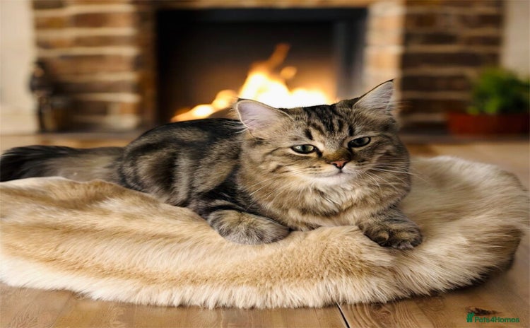 Persian cats - Advert 10
