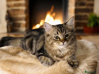 Persian cats - Advert 14