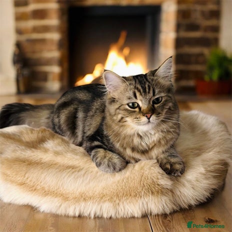 Persian cats - Advert 14