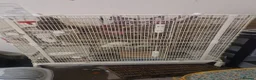 Rat rodents for sale: Male Rats in Eastbourne - Advert 6