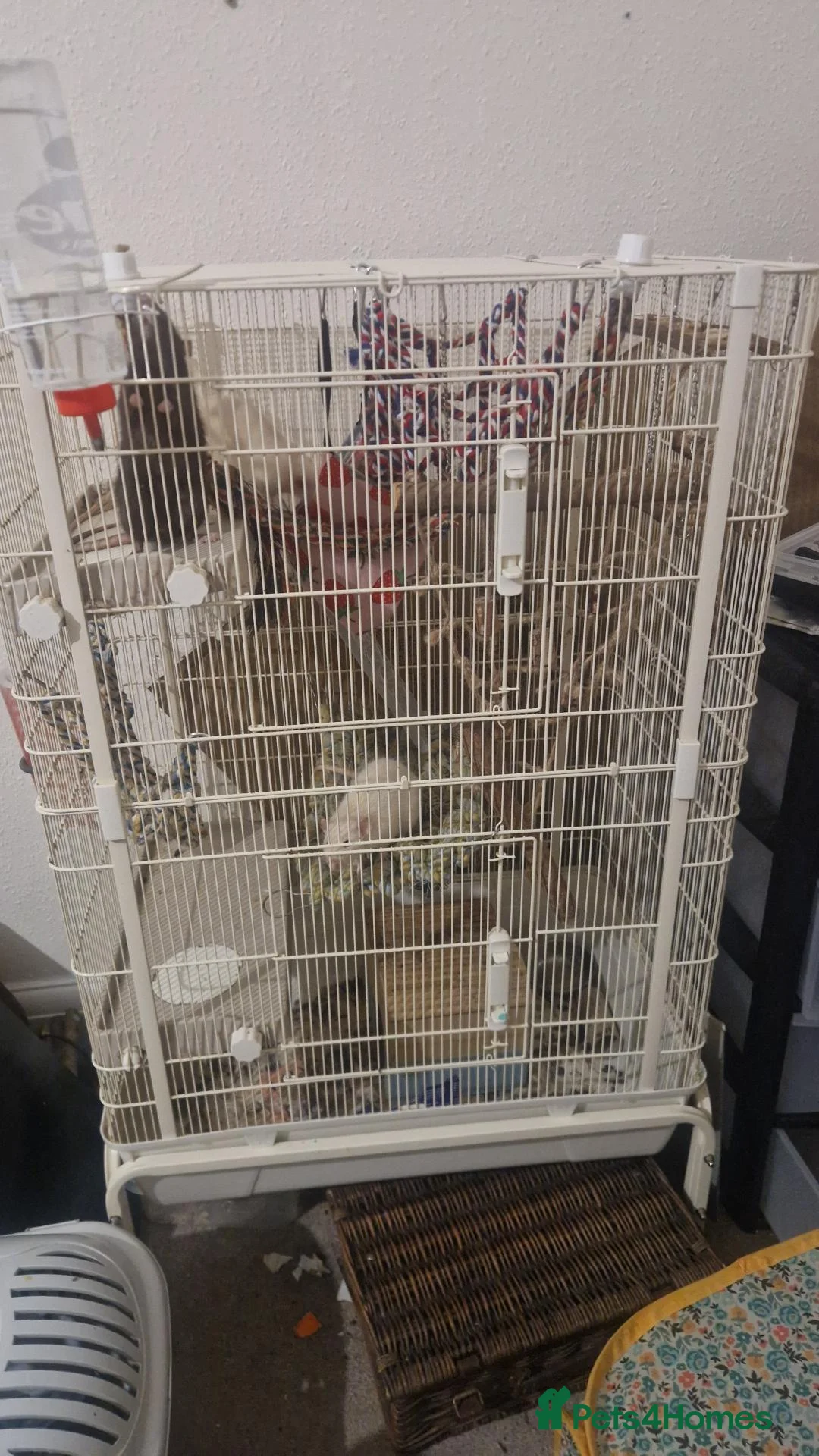 Rat rodents for sale: Male Rats in Eastbourne - Advert 6