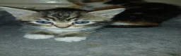 Mixed Breed cats for sale: 5 Beautiful kittens for sale - Advert 4