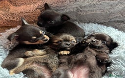 Chihuahua dogs for sale: Pure Breed Chihuahua  - Image 19