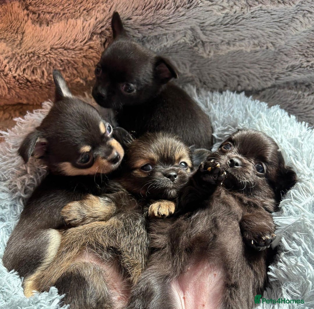Chihuahua dogs for sale: Pure Breed Chihuahua  - Image 19