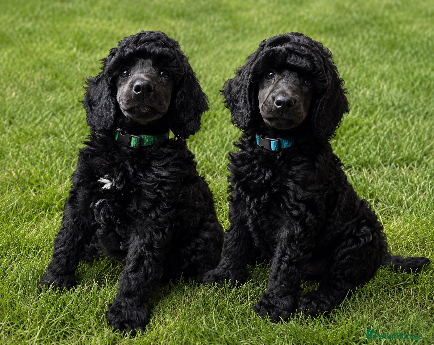 Poodle dogs Exceptional health tested Moyen Poodles  - Advert 6