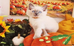 Ragdoll cats for sale: GCCF Ragdoll Kittens - Outstanding!  - Image 15