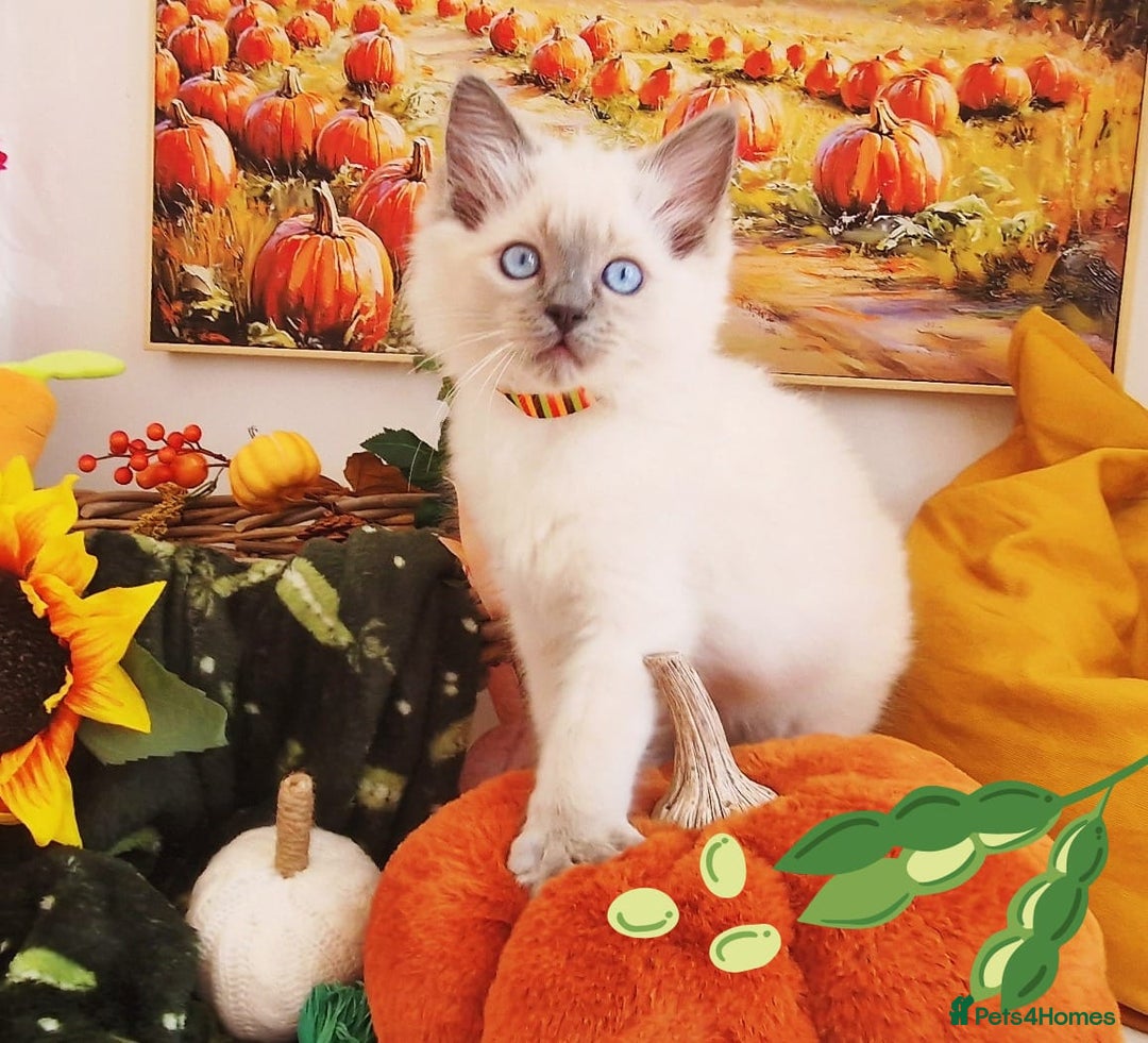 Ragdoll cats for sale: GCCF Ragdoll Kittens - Outstanding!  - Image 15