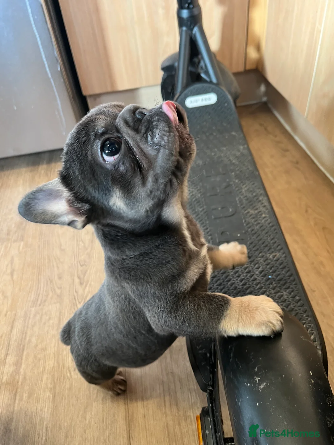 French Bulldog dogs for sale: French bulldog full pink, blue tan pink carrier  - Advert 10