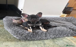 French Bulldog dogs for sale: 🐾 French Bulldog Puppies - Ready to go! 🐾 - Image 12