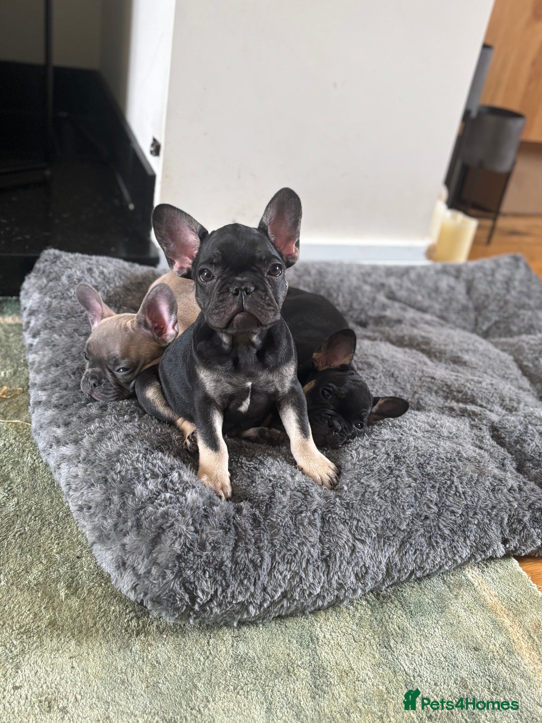 French Bulldog dogs for sale: 🐾 French Bulldog Puppies - Ready to go! 🐾 - Image 12