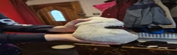Springador dogs for sale: Springador X English springer spaniel pups - Advert 20