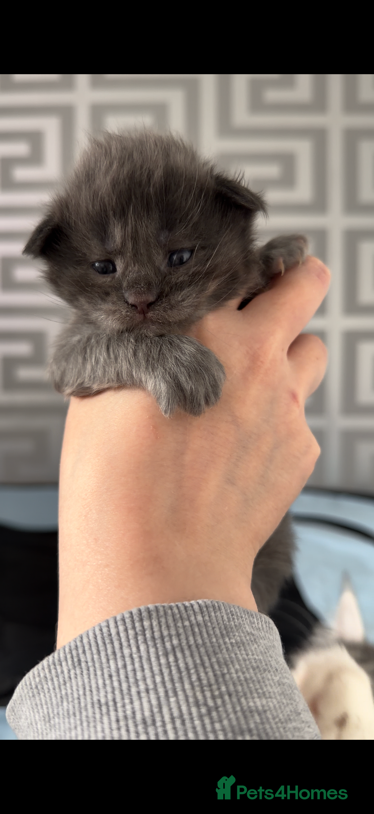 Maine Coon cats Stunning 2 Boys and 1 Girl - Advert 6