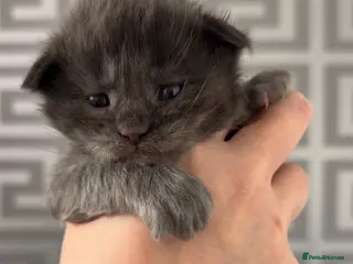 Maine Coon cats Stunning 2 Boys and 1 Girl - Advert 6