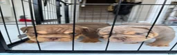 English Bulldog dogs for sale: ***REDUCED*** English bulldog Fully KC registered  - Advert 6
