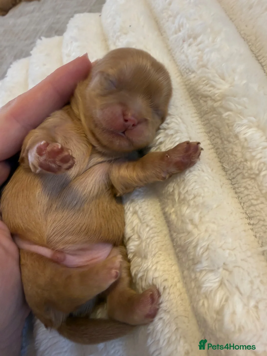 Shih Tzu dogs for sale: Imperial Shih Tzu  in Heywood - Advert 2