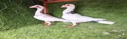 Pigeons birds for sale: Beautiful Quality Pigeons Healthy & Well Cared For - Advert 10