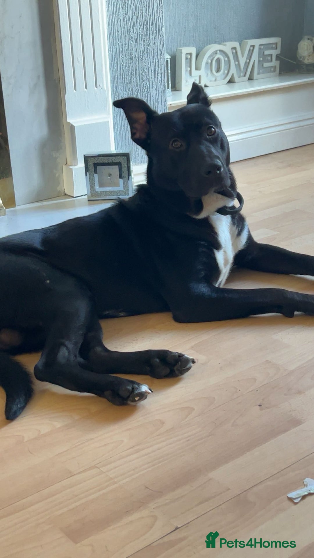 Mixed Breed dogs for sale: Jax, German Shepard mixed staff  - Advert 2