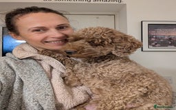 Maltipoo dogs for sale: 5 puppies  - Image 5