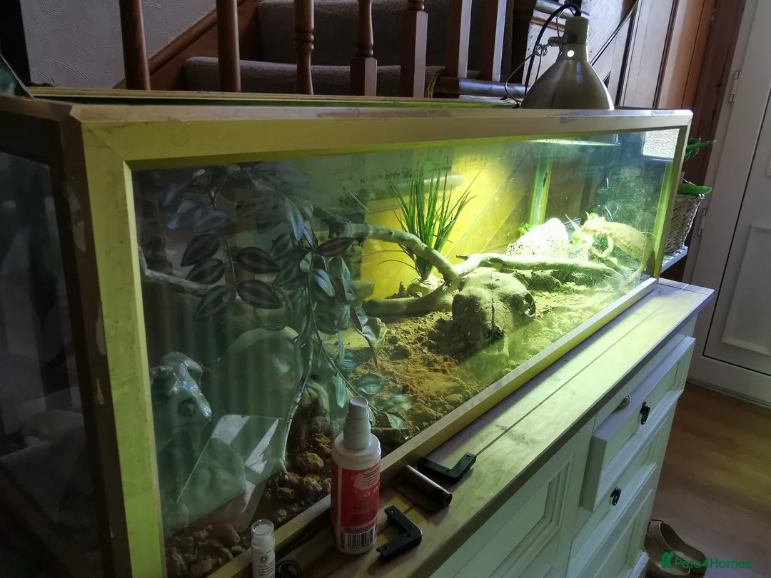 Bearded Dragon reptiles for sale: Bearded dragon + glass terrarium - Advert 5