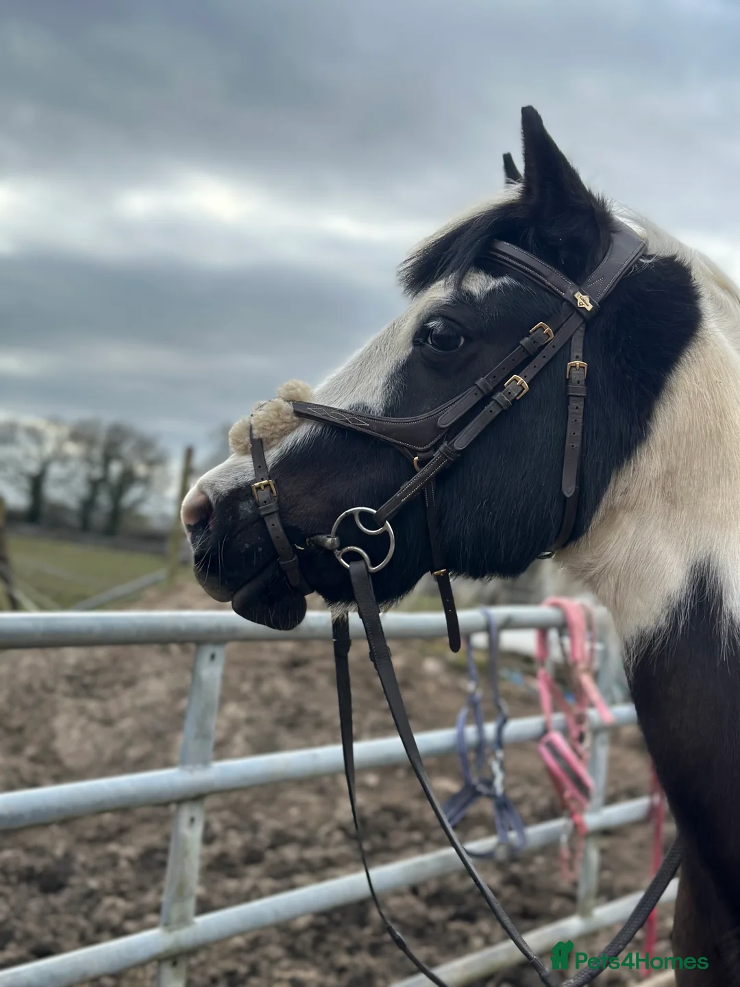 Other Breed horses for sale: Welsh pard bred  - Advert 3